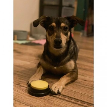 Engplanimal sound buttons purlov 24615 179697